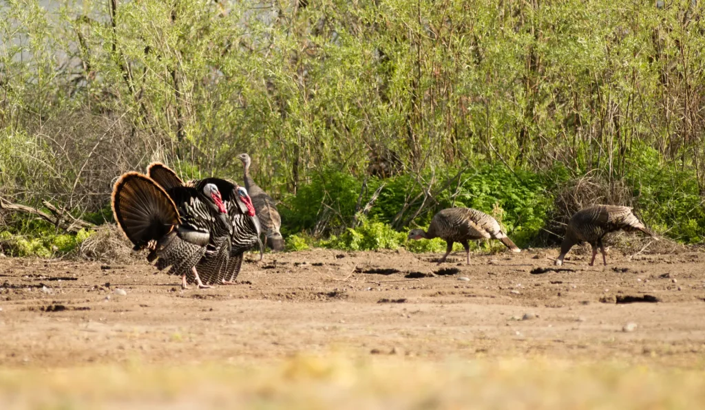 turkey-hunting-riffle-desperate-measures-ca